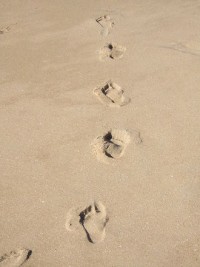 Steps in Beach by Rodrigo Gutierrez (FreeImages.com)