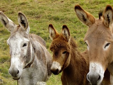 the donkey