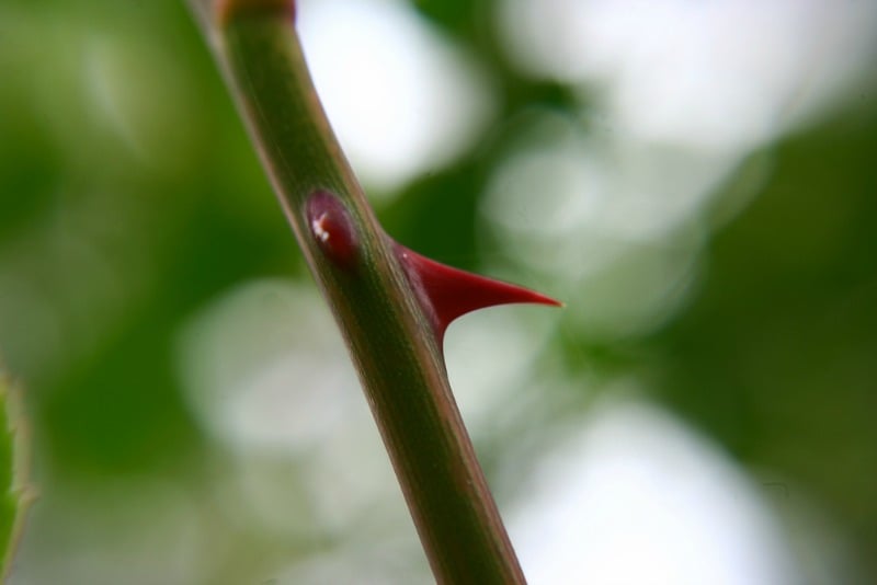 "Thorns in my side" by Susan Bailey (CatholicMom.com)