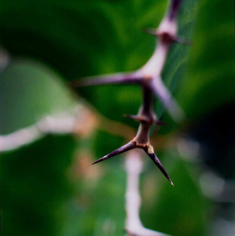 "Thorns in my side" by Susan Bailey (CatholicMom.com)