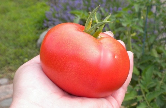 tomato harvest