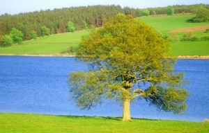 tree-by-river
