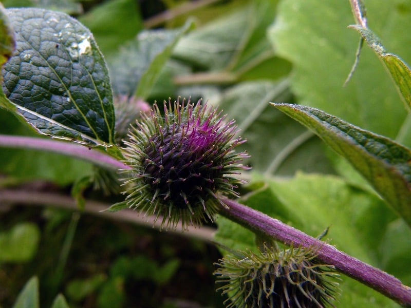 "Untidy Waste and Weeds" by Margaret Rose Realy, Obl. OSB (CatholicMom.com)