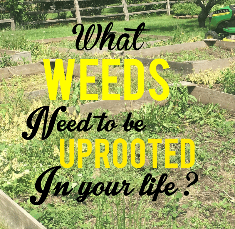 "What weeds need to be uprooted in your life?" by Kathleen M. Billings (CatholicMom.com)