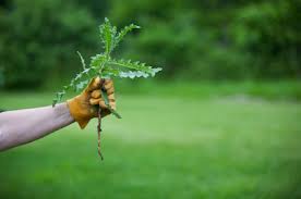 Tom: We Have Weeds In The Garden