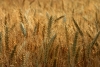 wheat-field-1435497-s