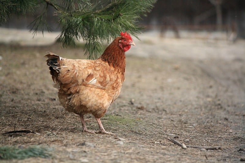 "Why did the chicken cross the road?" by Kimberly Nettuno (CatholicMom.com)