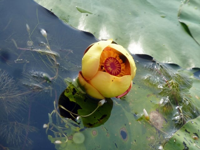 yellow flower1