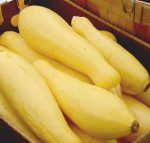 yellow_squash