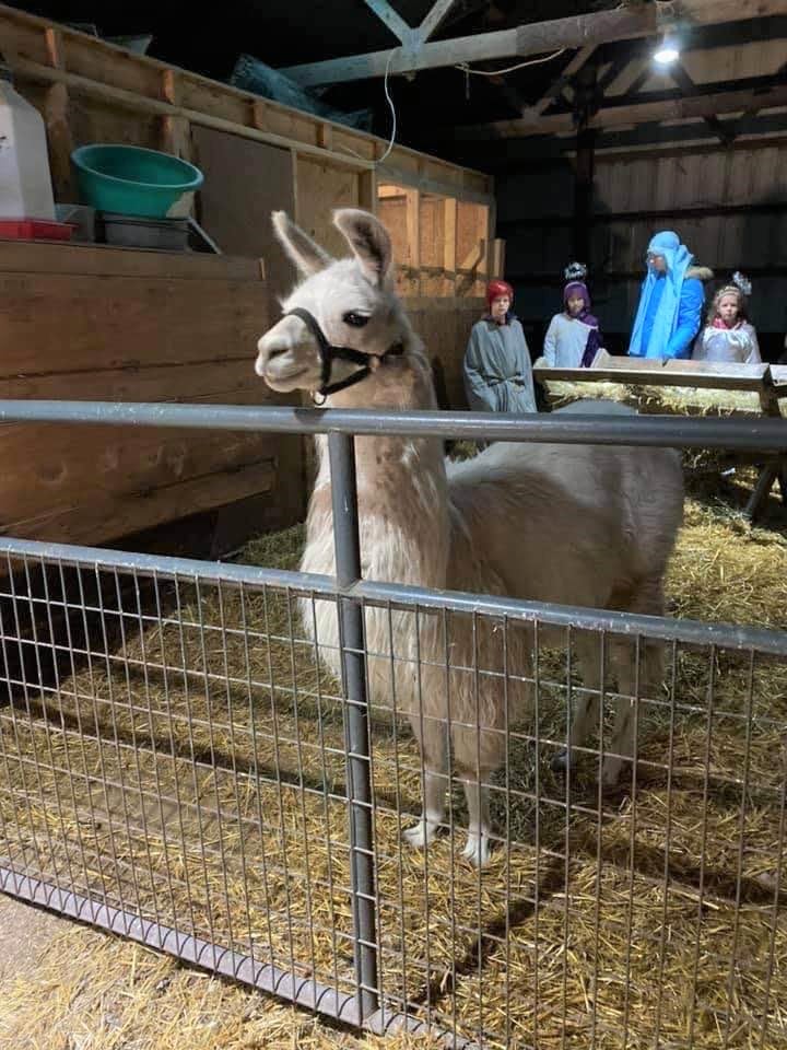 Llama standing guard