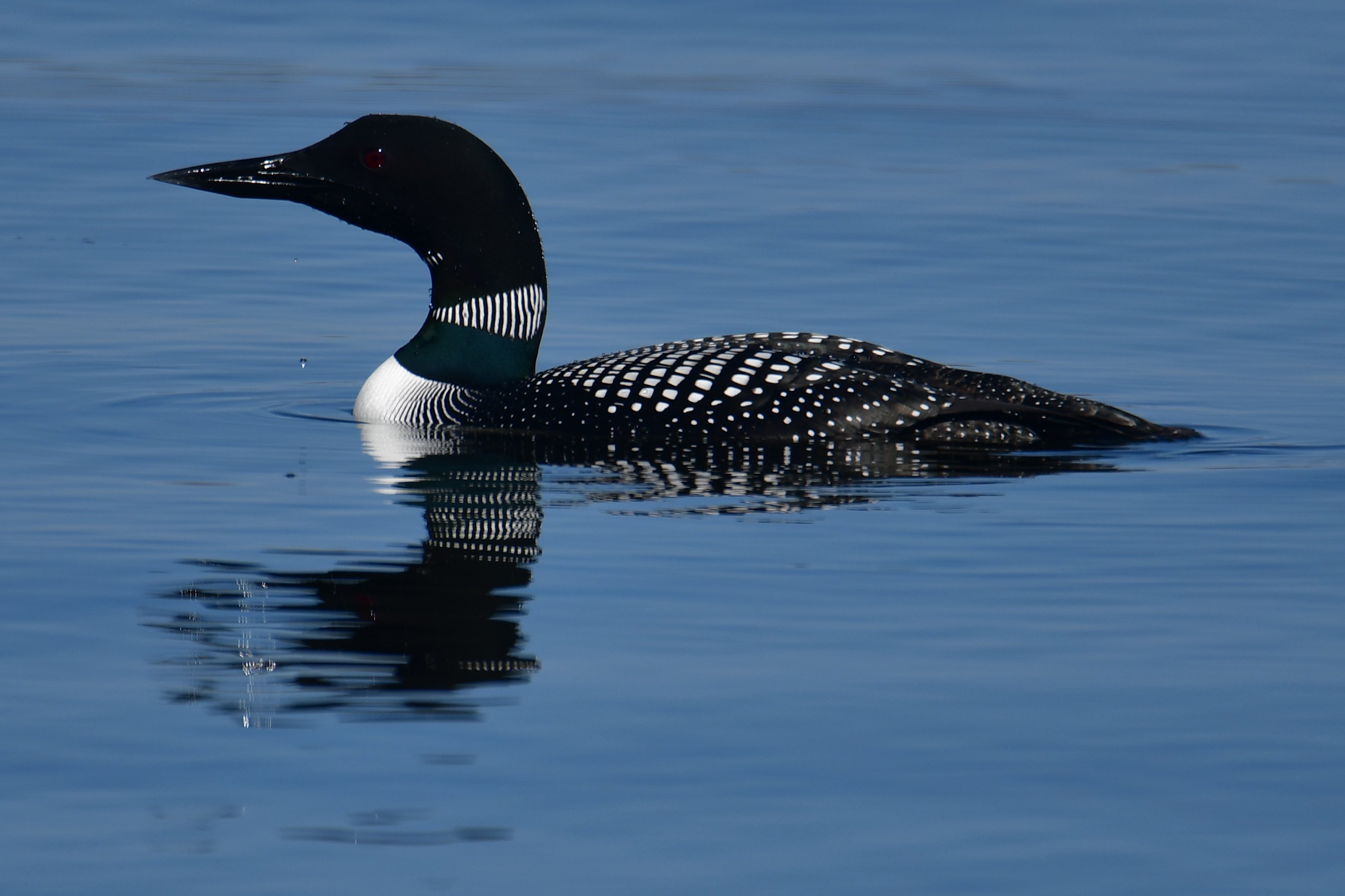 Loon_on_Lake_Harriet_2020-04-05