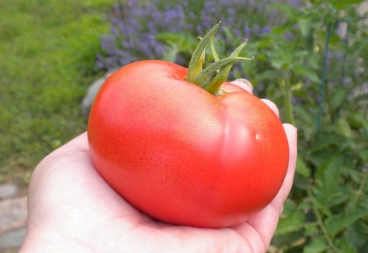 RealyM tomato