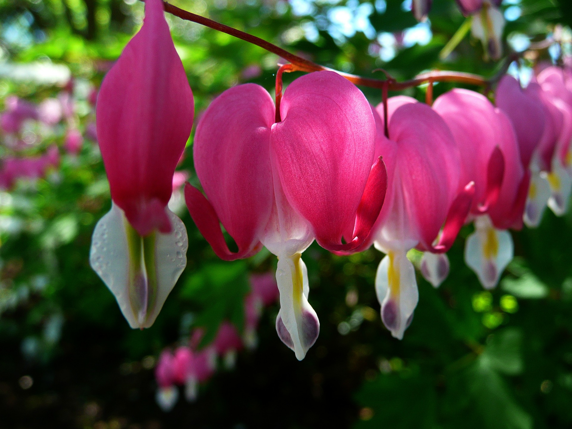 bleeding-hearts-55120_1920