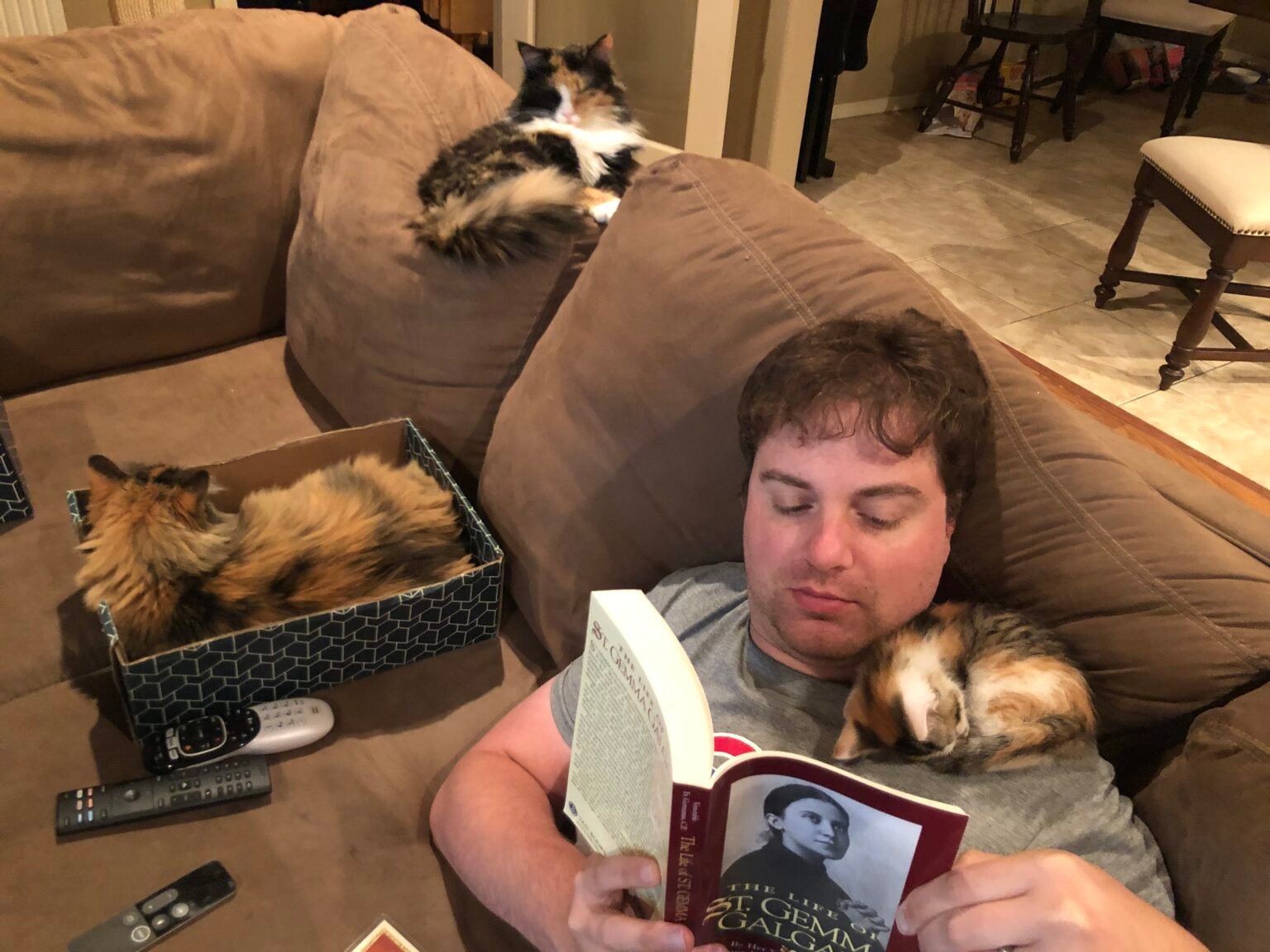 brant-cats-1536x1152