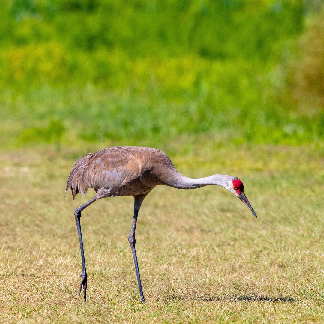 crane
