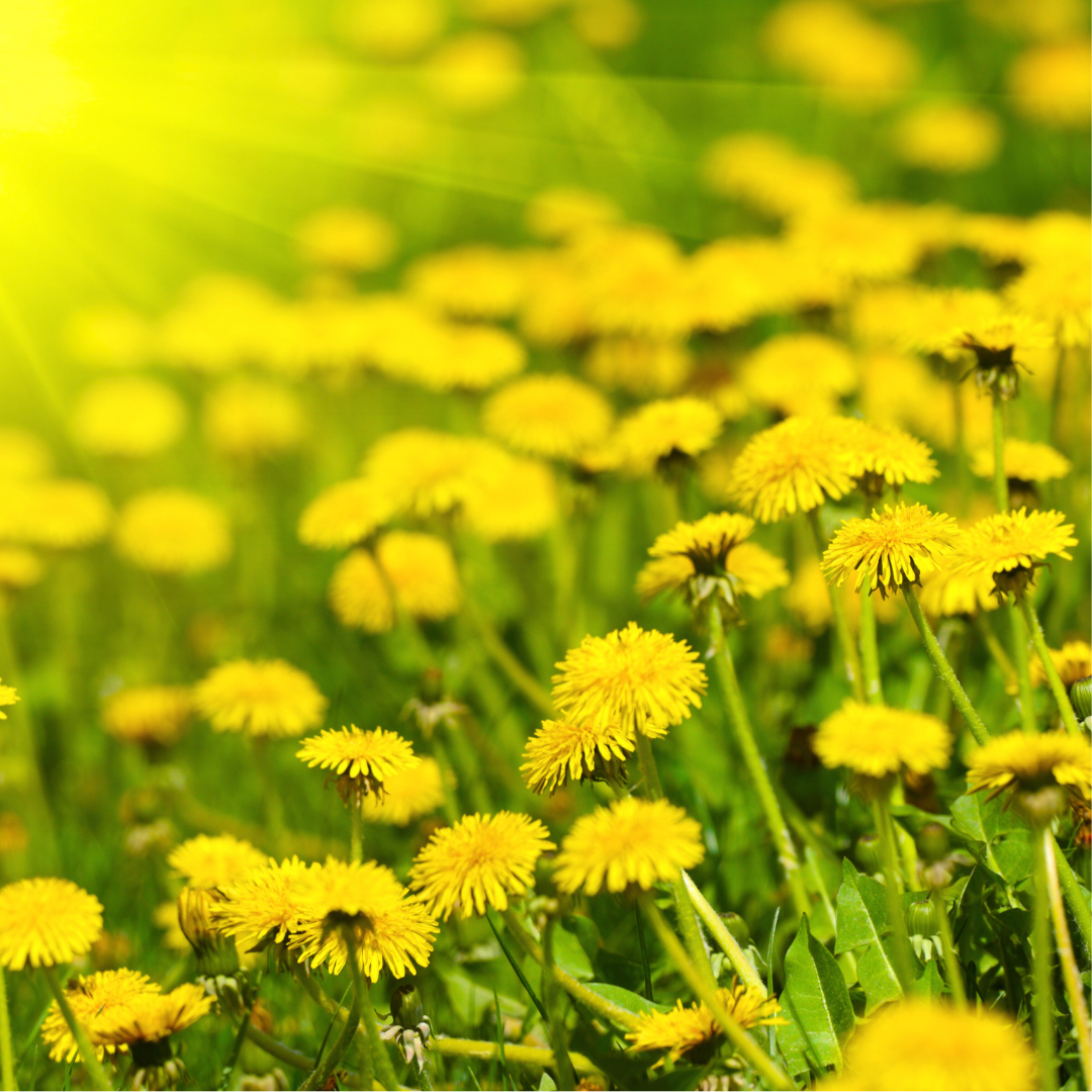 dandelions closeup