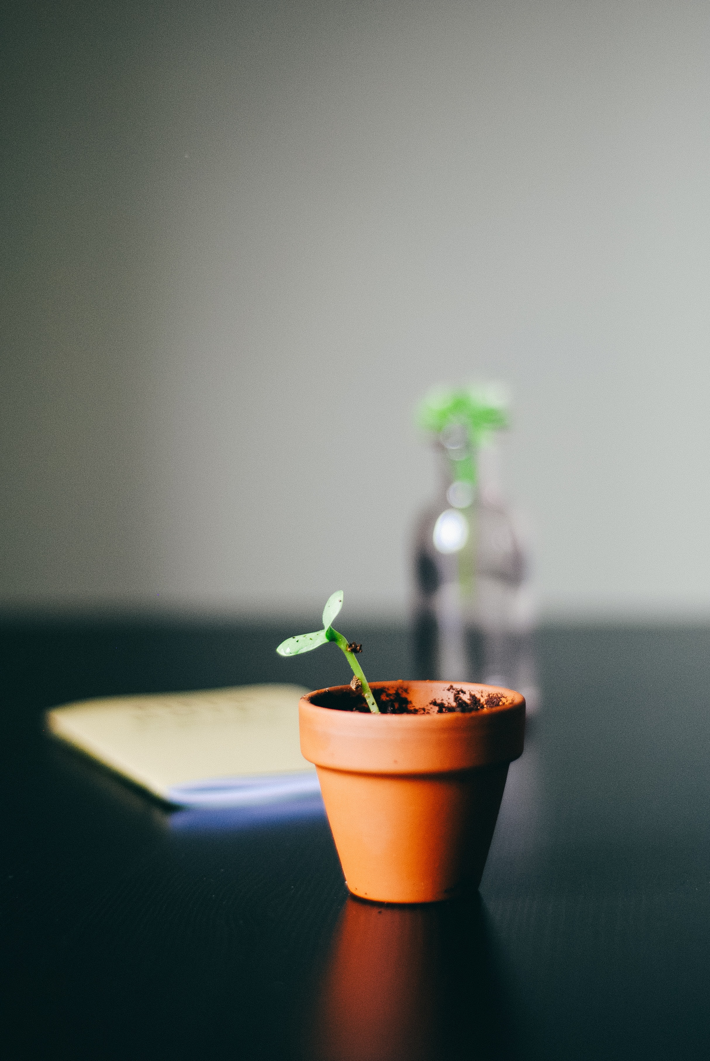 seedling in flowerpot