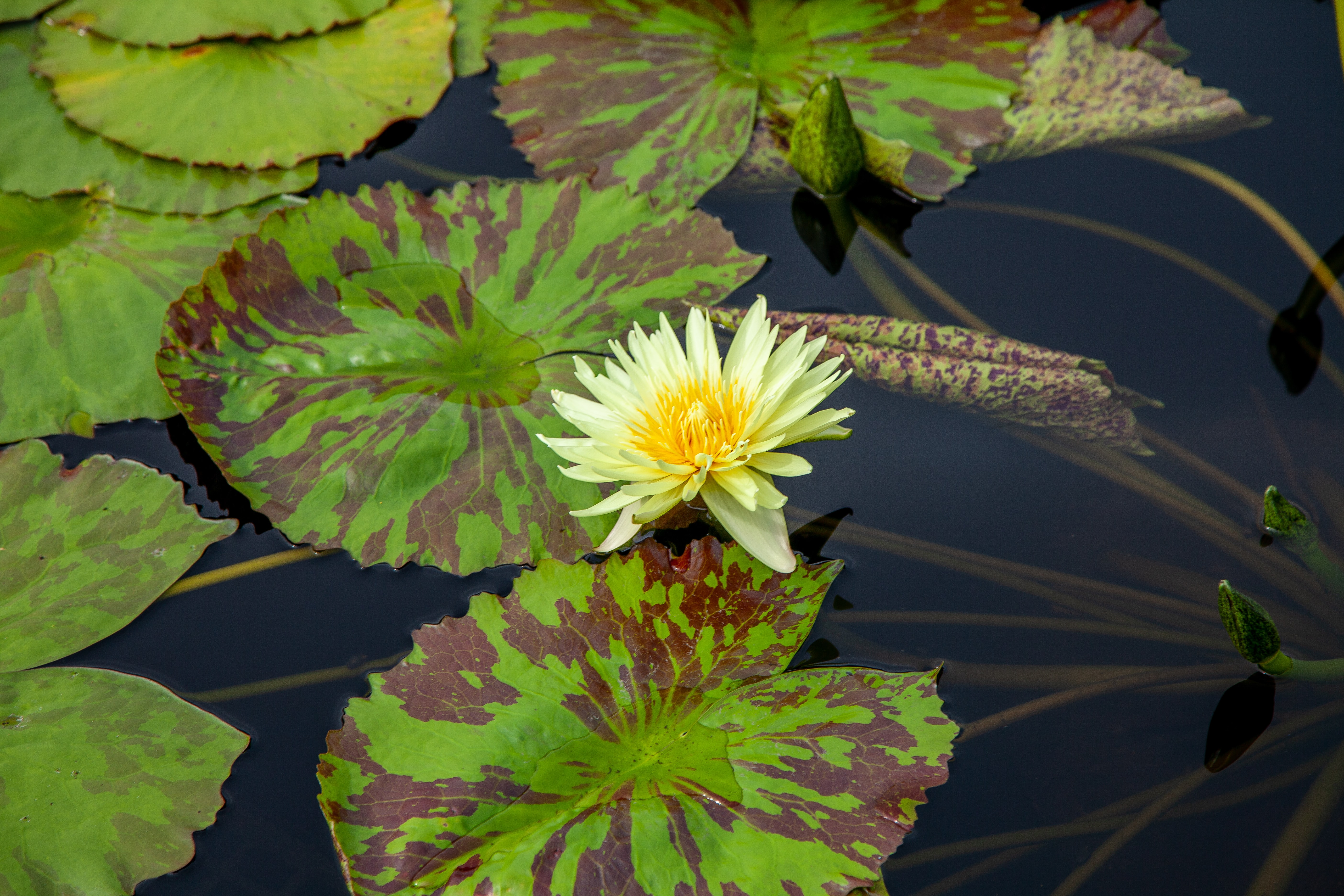 yellow flower on striped lily pads