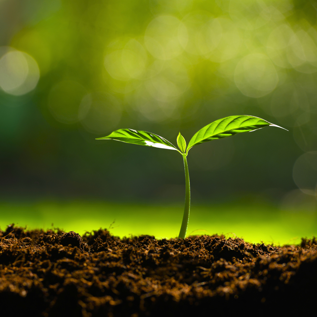 plant2