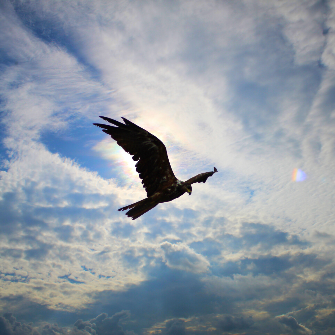 eagle in flight