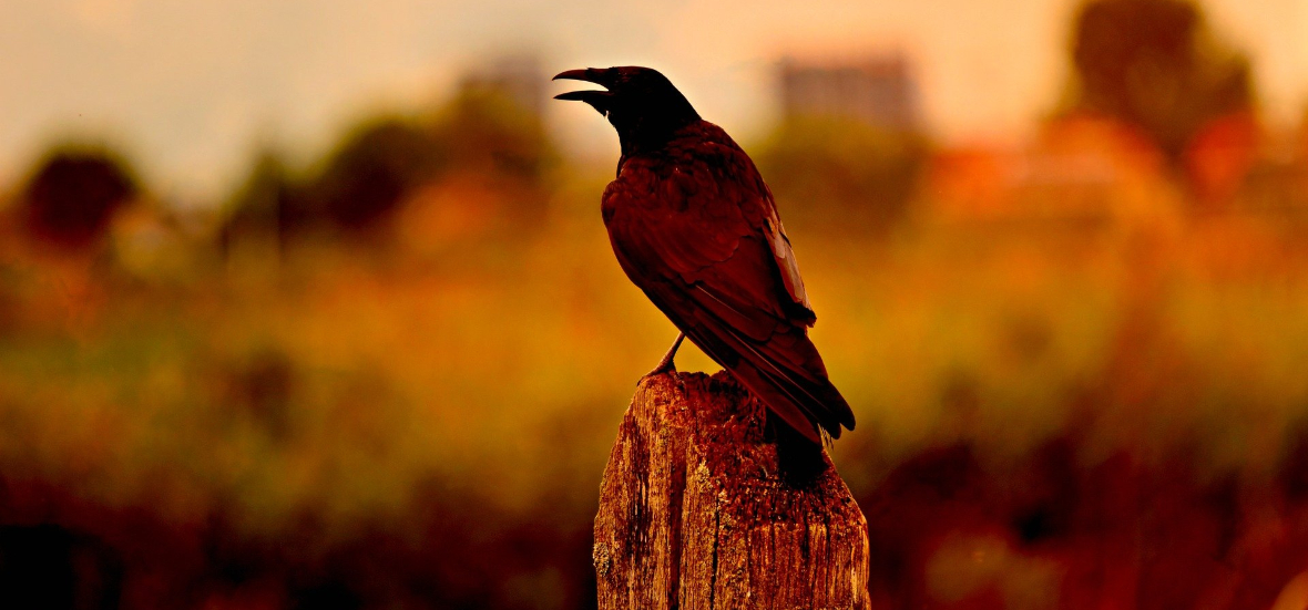 featured image