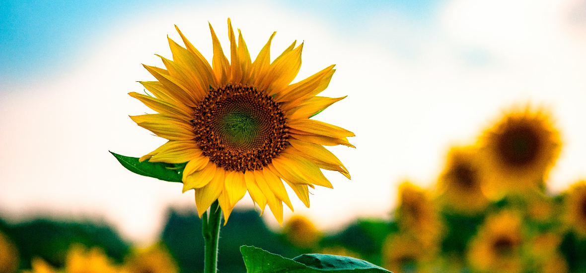 featured image