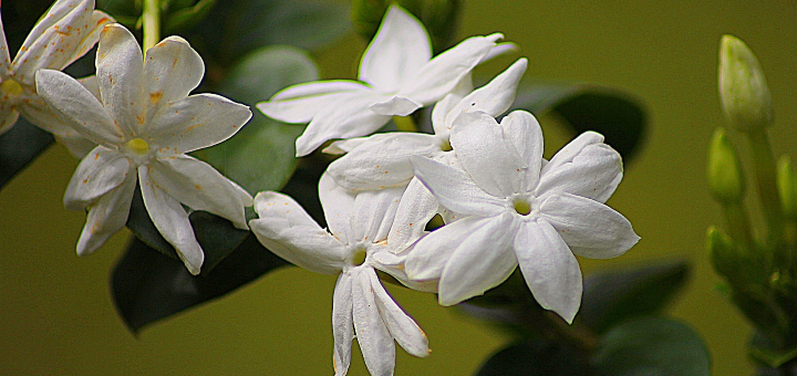 Jasmine Flowers and New Growth